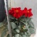 大丽花