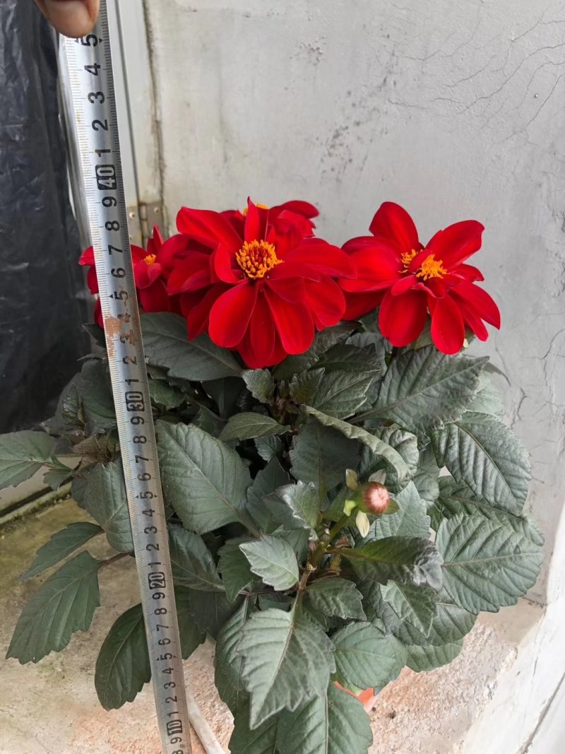 大丽花