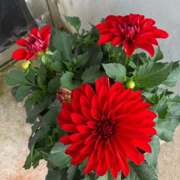 大丽花