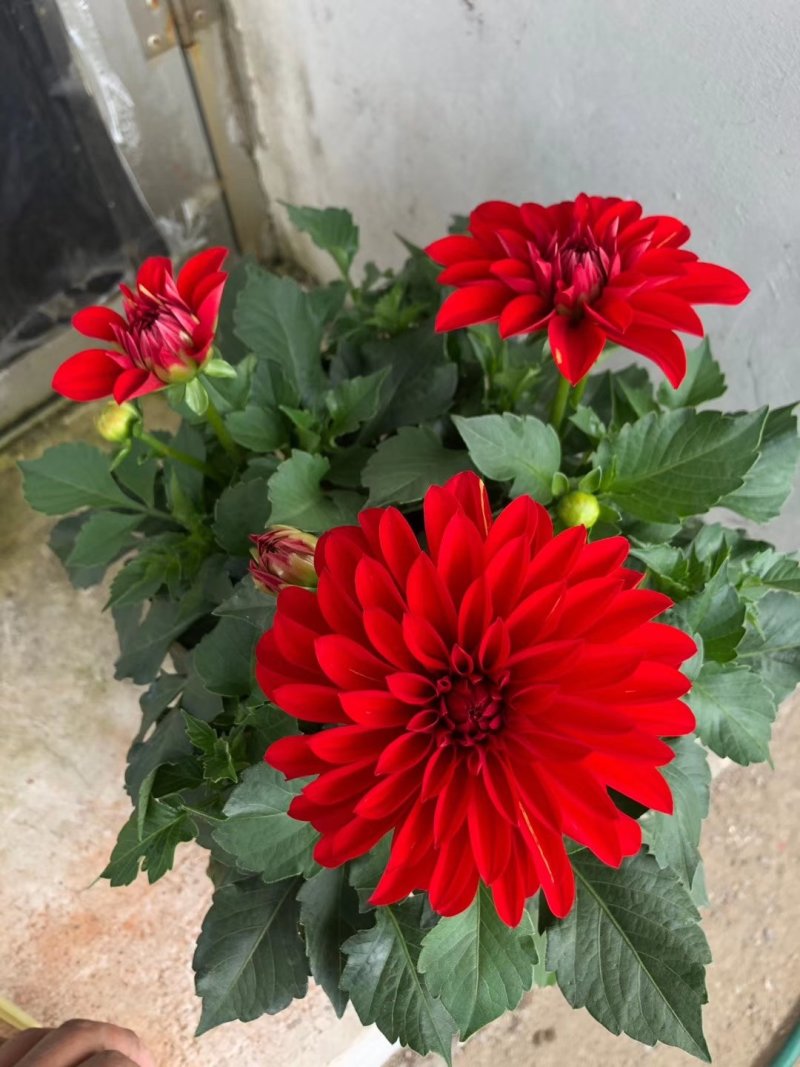 大丽花