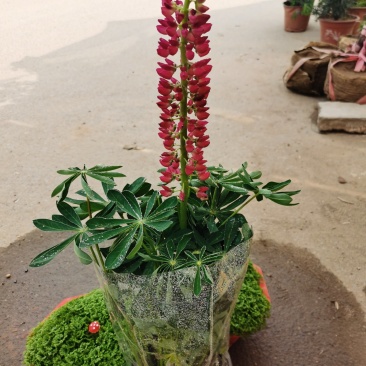 鲁冰花