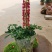 鲁冰花