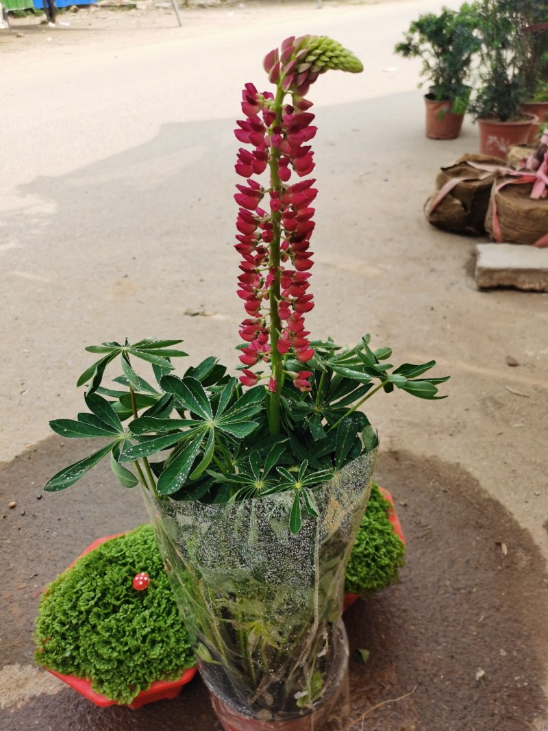 鲁冰花