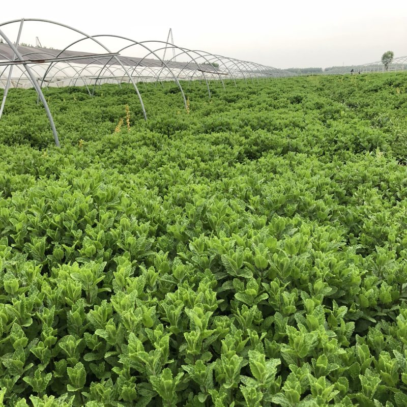 基地供应小叶留兰香薄荷
