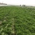 基地供应小叶留兰香薄荷