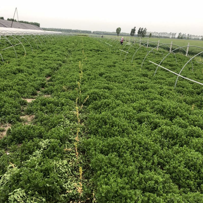 基地供应小叶留兰香薄荷