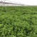 基地供应小叶留兰香薄荷