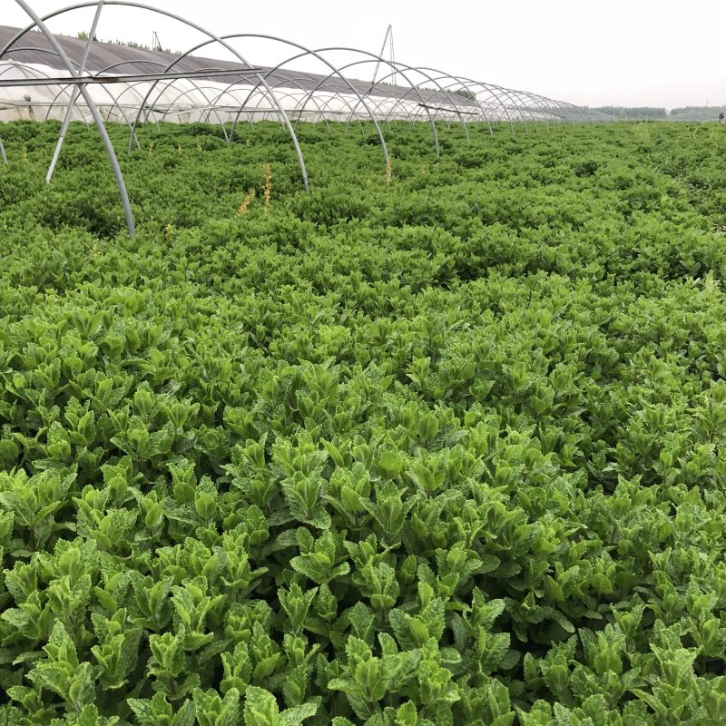 基地供应小叶留兰香薄荷