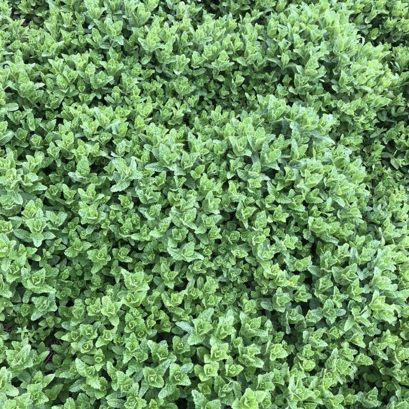 基地供应小叶留兰香薄荷