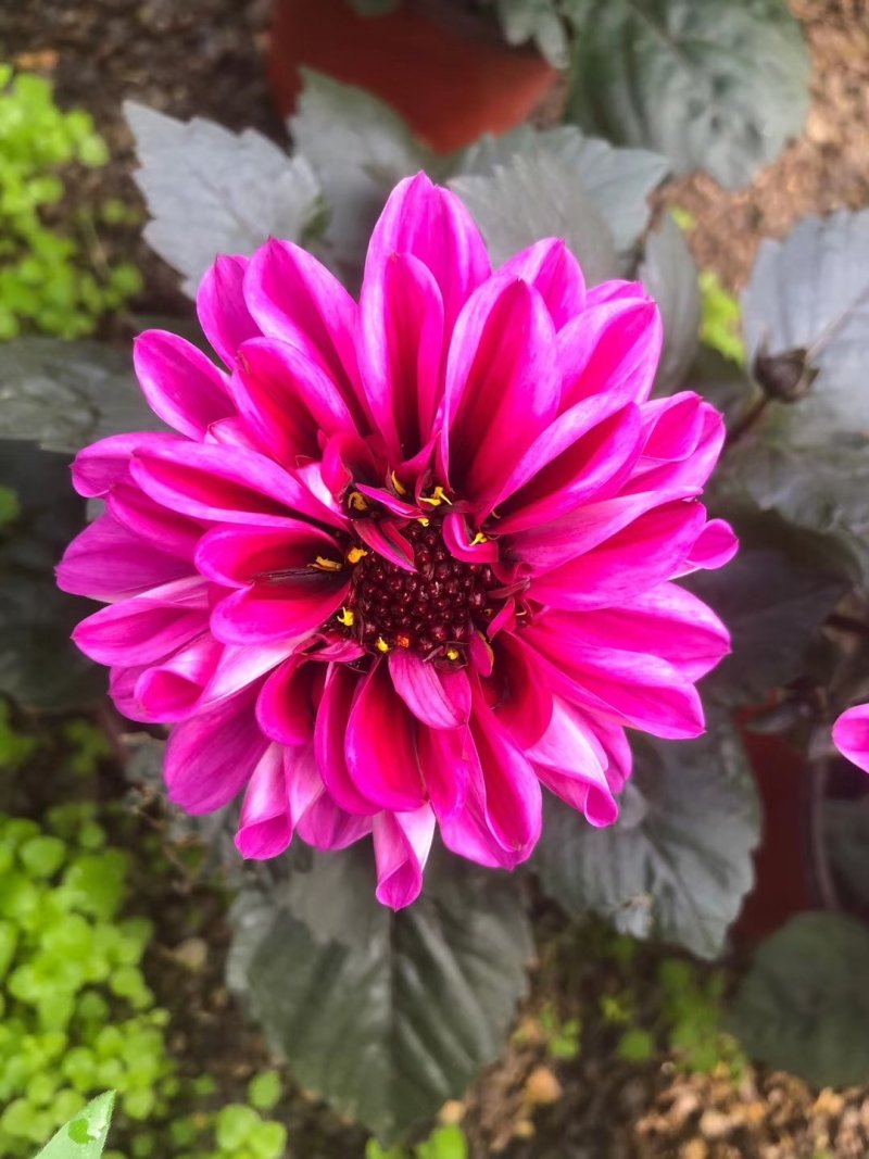 小丽花