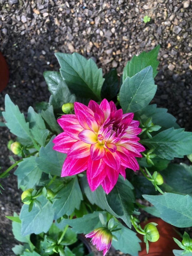 小丽花