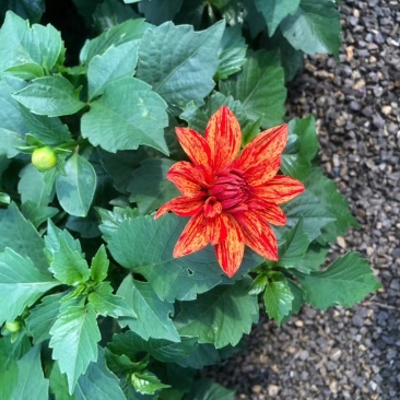 小丽花