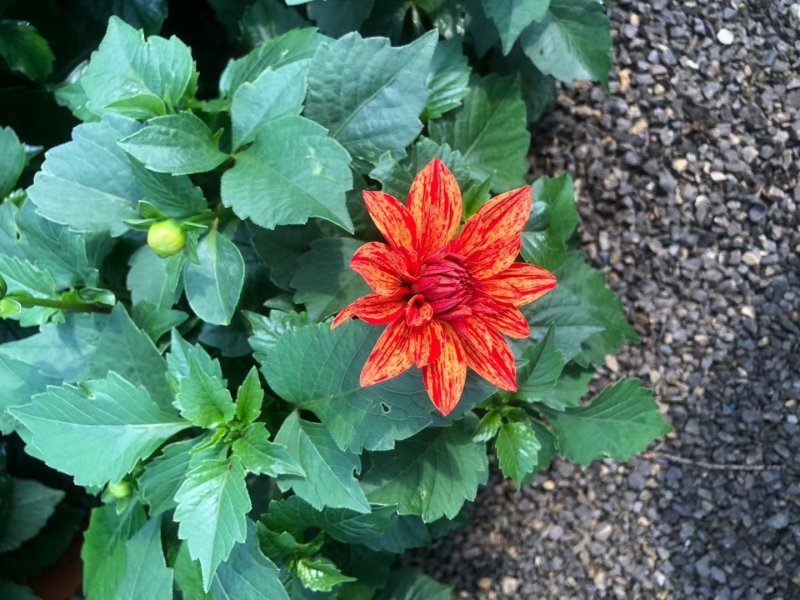 小丽花