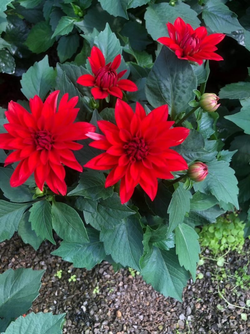 小丽花
