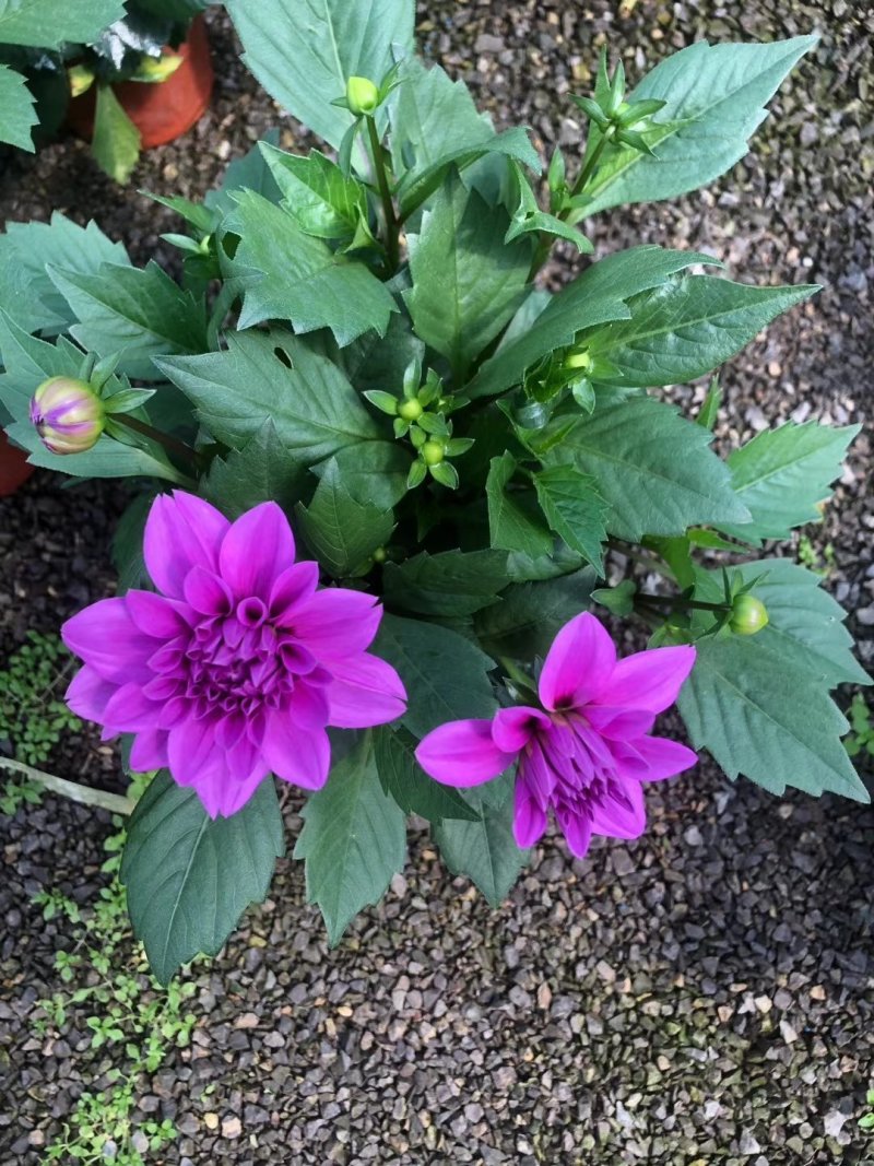 小丽花