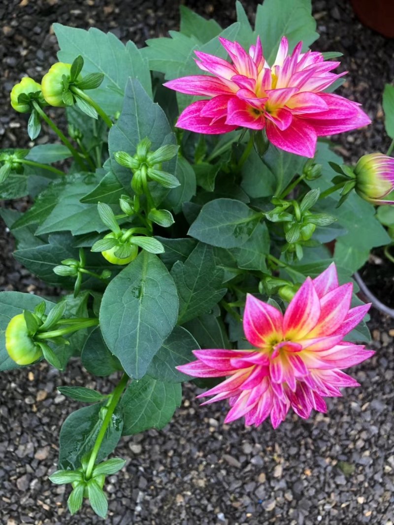 小丽花