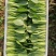 【精品】油菜蔬菜内有大型冷库，冷链物流配送一条龙服务