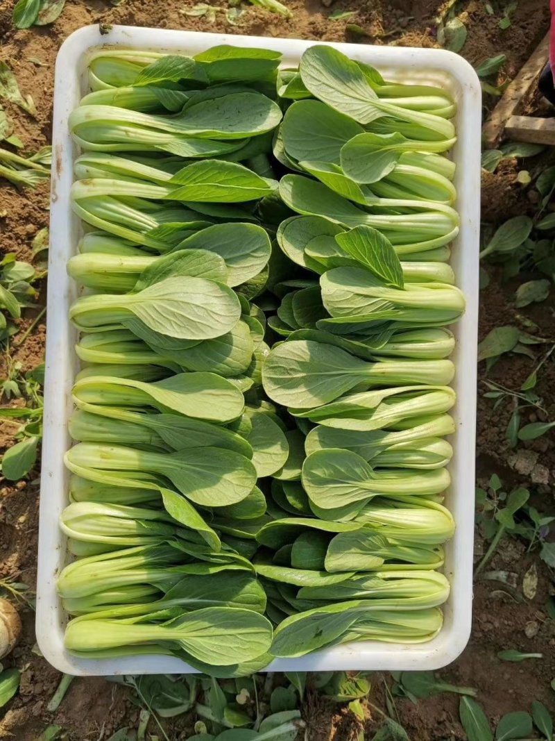【精品】油菜蔬菜内有大型冷库，冷链物流配送一条龙服务