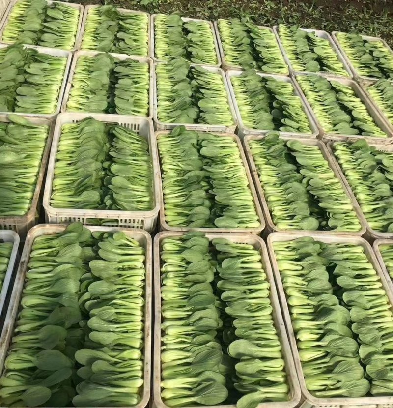【精品】油菜蔬菜内有大型冷库，冷链物流配送一条龙服务