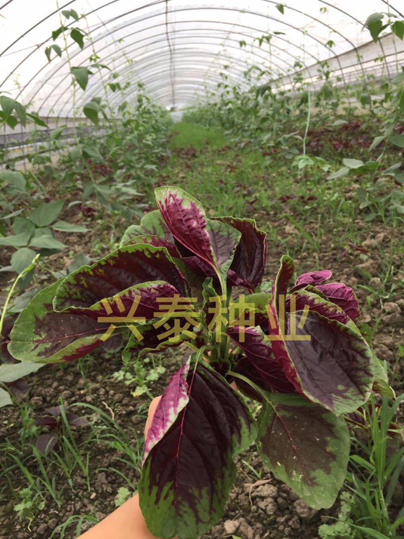 大叶红苋菜种子、500克叶面微皱、生长速度快、耐热、