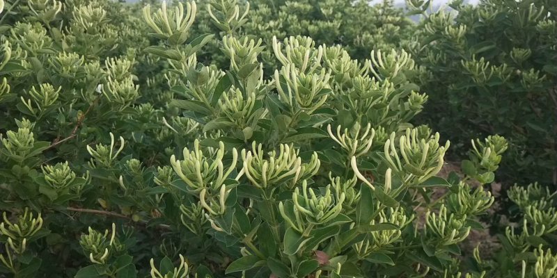 金银花是中药材，有延年益寿，美容的功效