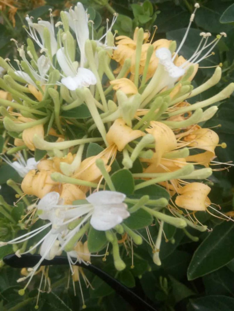 金银花是中药材，有延年益寿，美容的功效