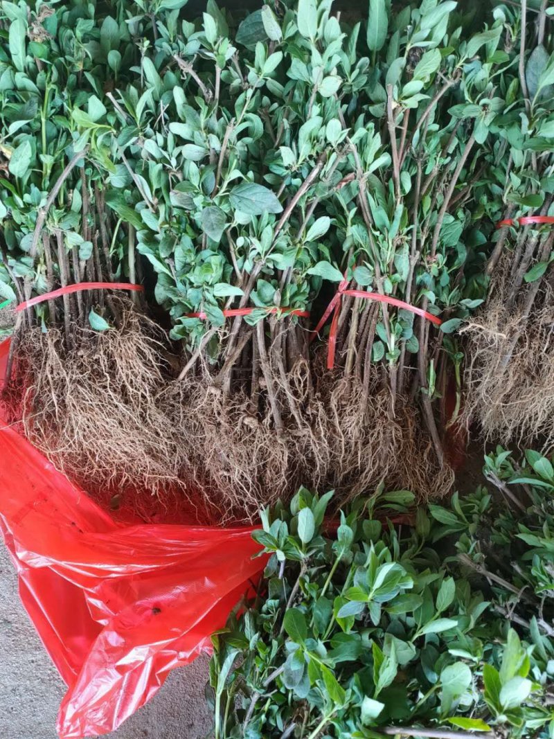 金银花是中药材，有延年益寿，美容的功效