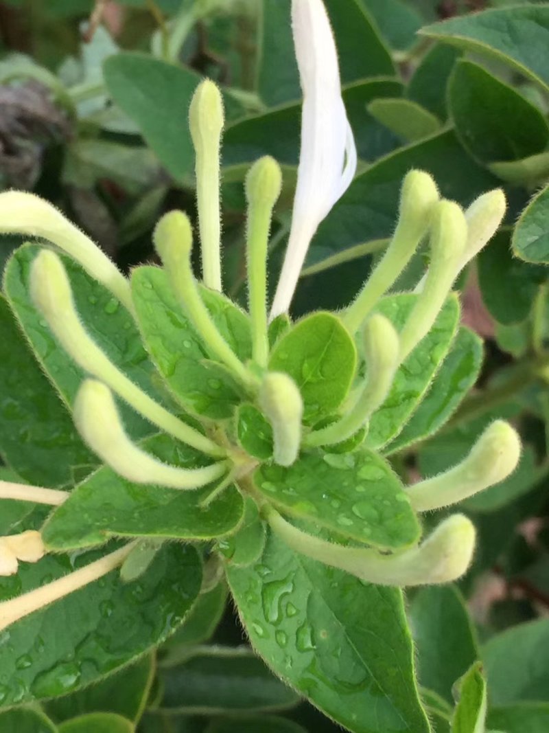 金银花是中药材，有延年益寿，美容的功效