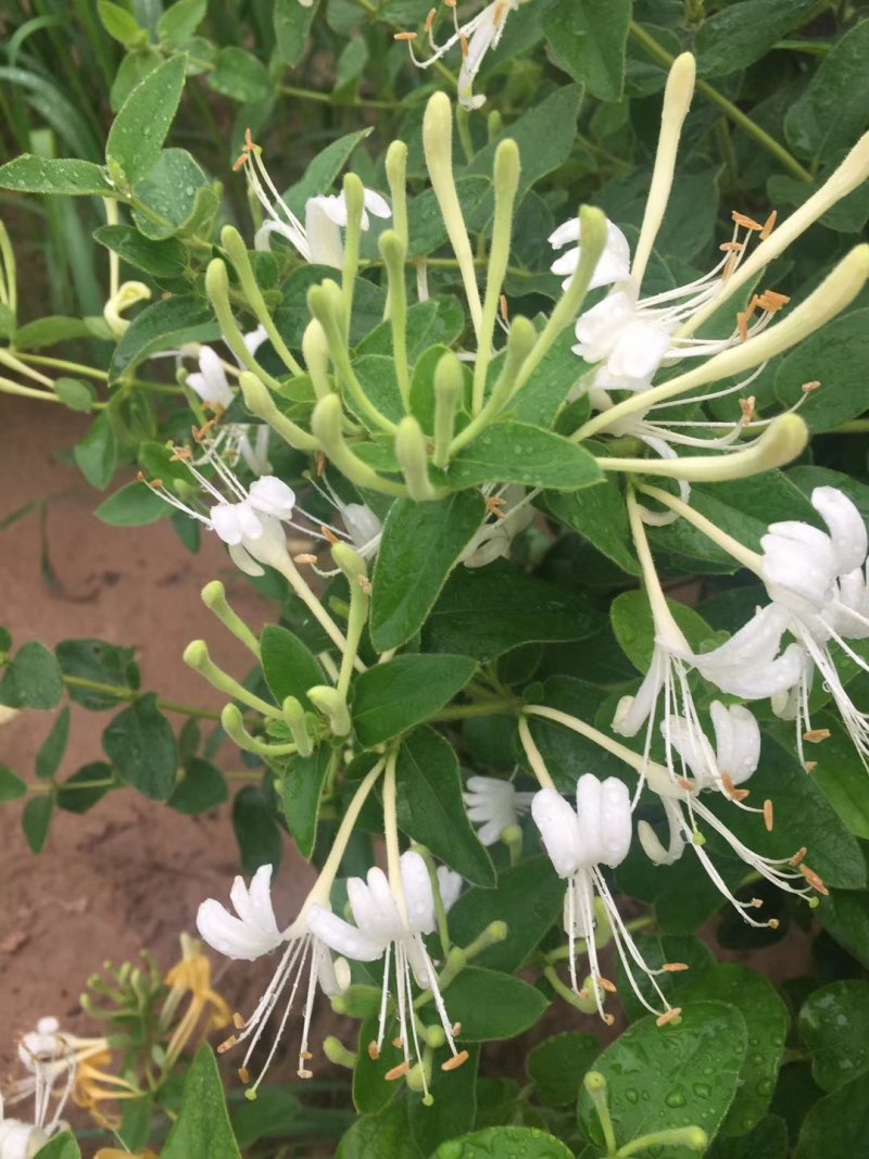 金银花是中药材，有延年益寿，美容的功效