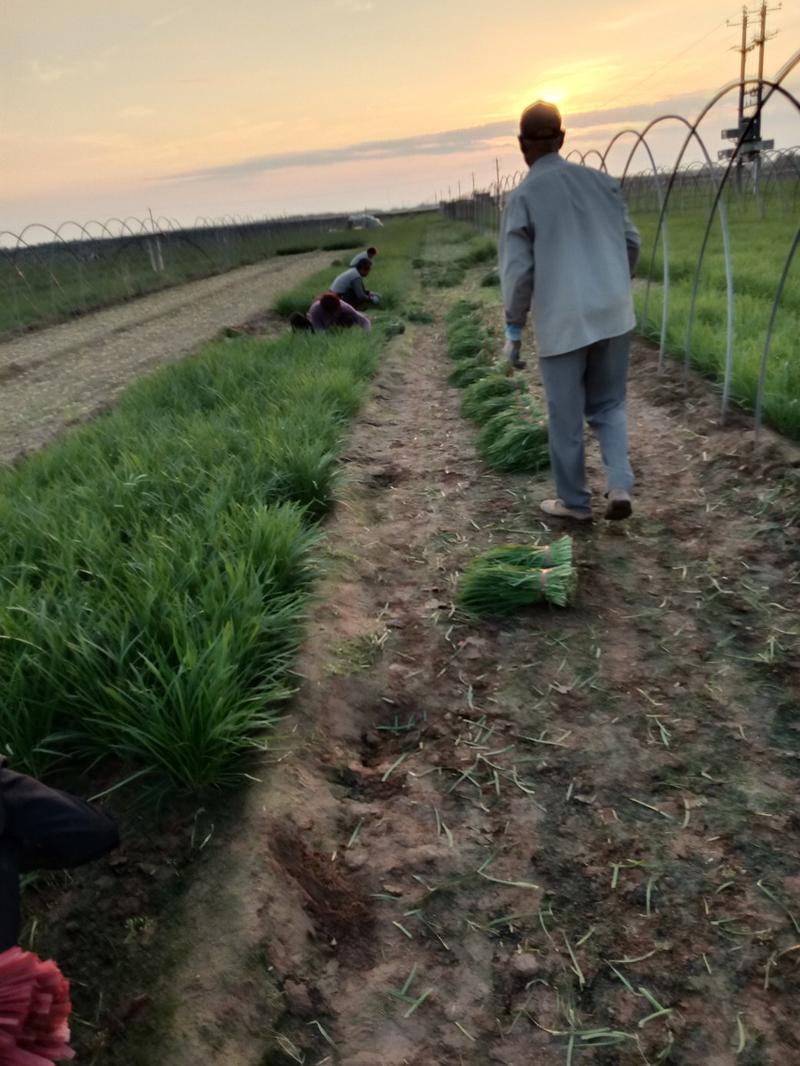 韭菜根，鲜韭菜