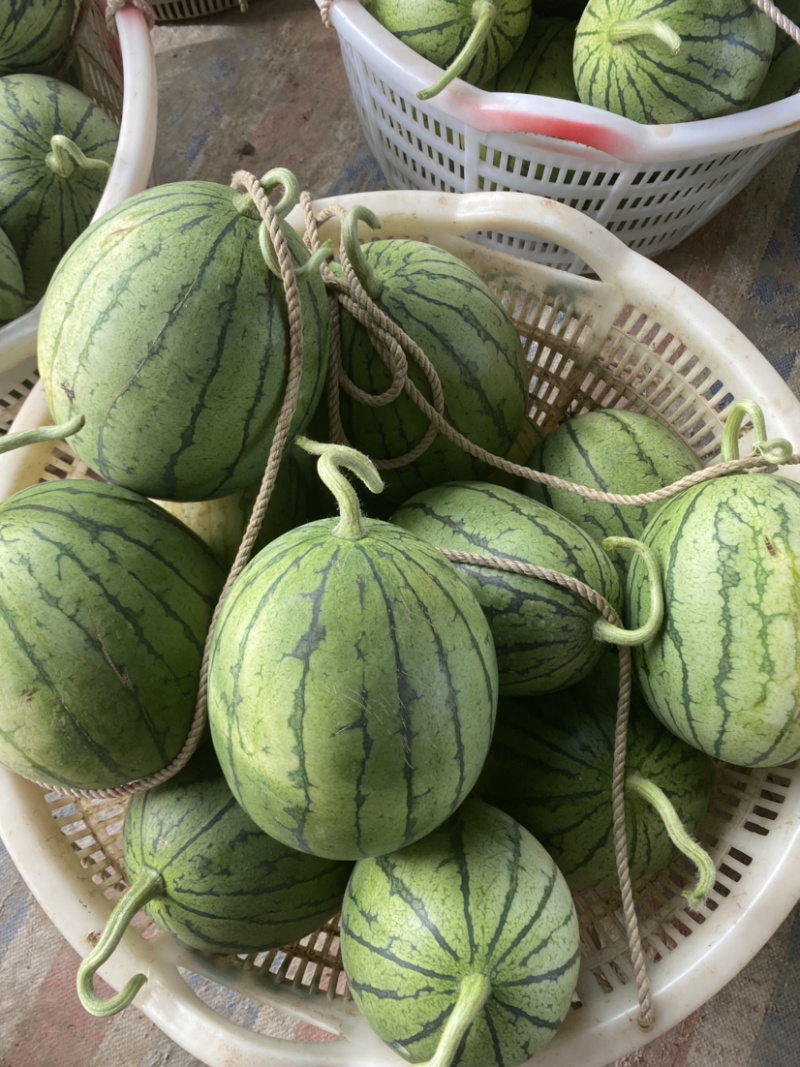 四川早春红玉产地直供量大质优质量保证