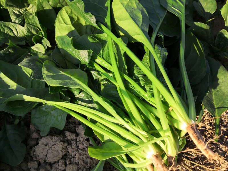 圆叶波菜