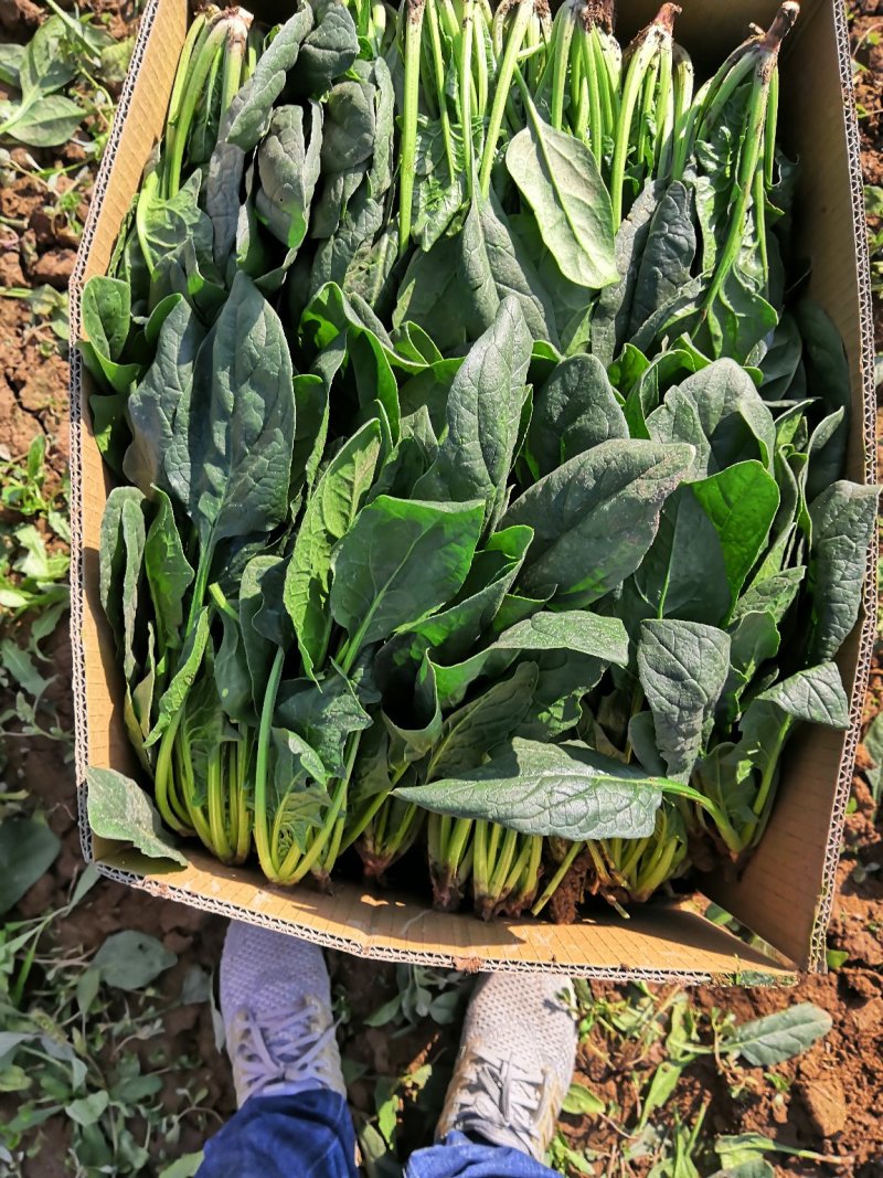 圆叶波菜