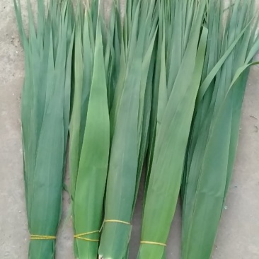 潮河湾粽叶