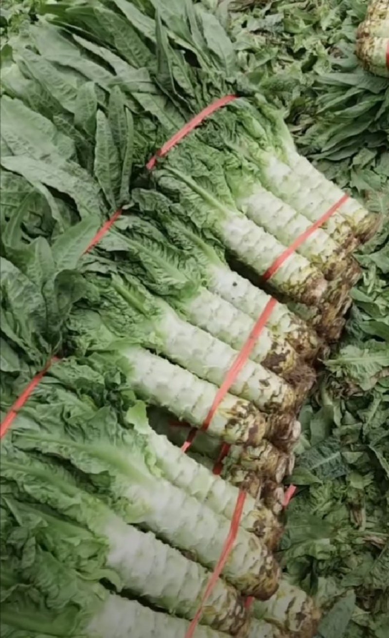 精品青叶莴笋大量上市，品质优良，质量上乘无空心欢迎采购