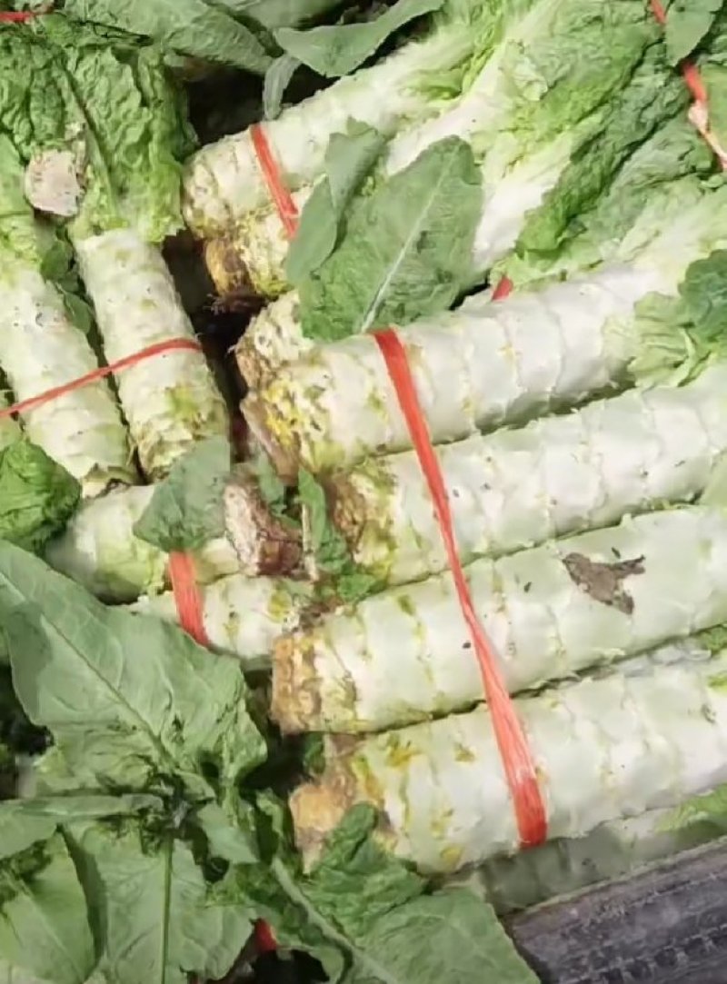 精品青叶莴笋大量上市，品质优良，质量上乘无空心欢迎采购