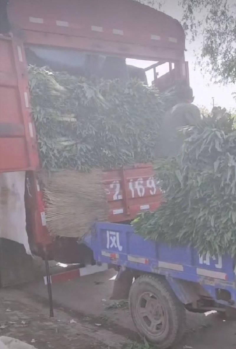精品尖叶青莴笋大量上市，品种优良，无空心无裂，欢迎收购