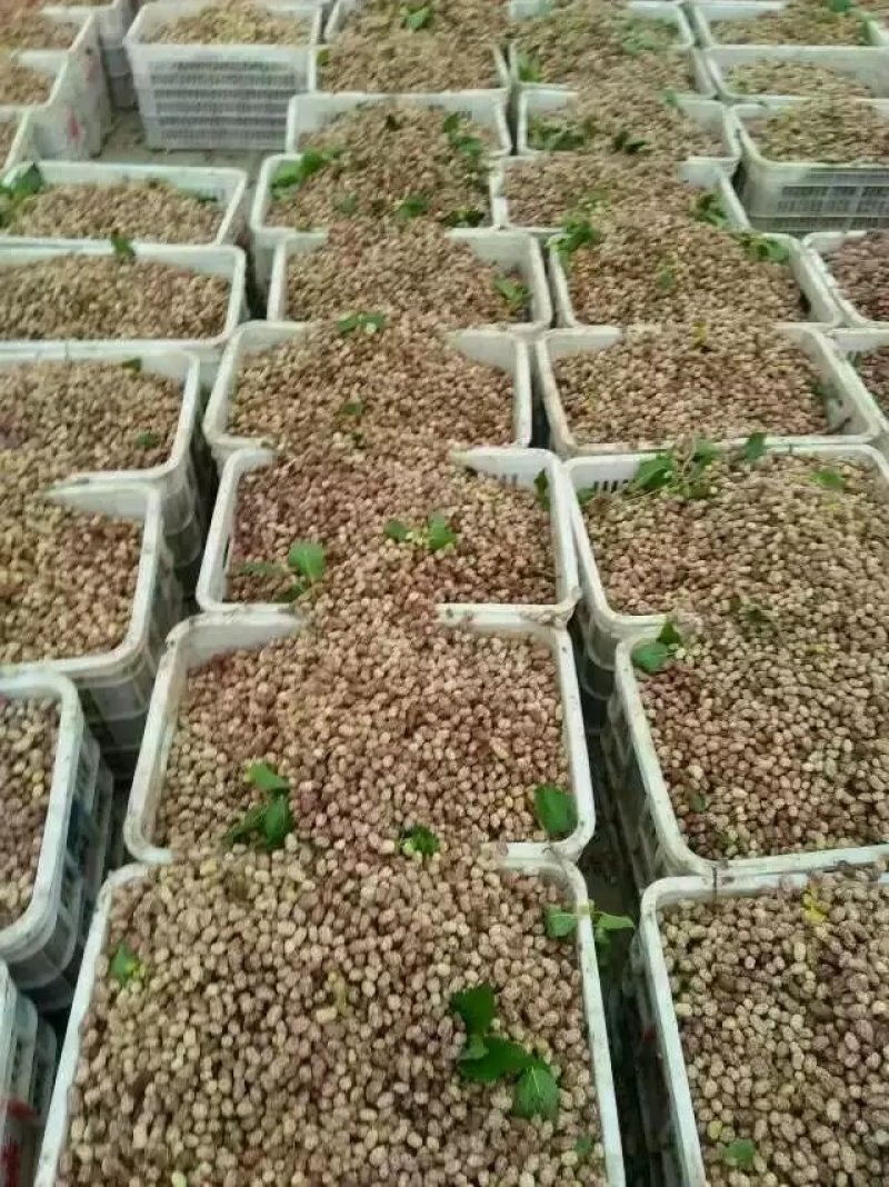 新鲜白桑葚现摘现发甜桑椹果