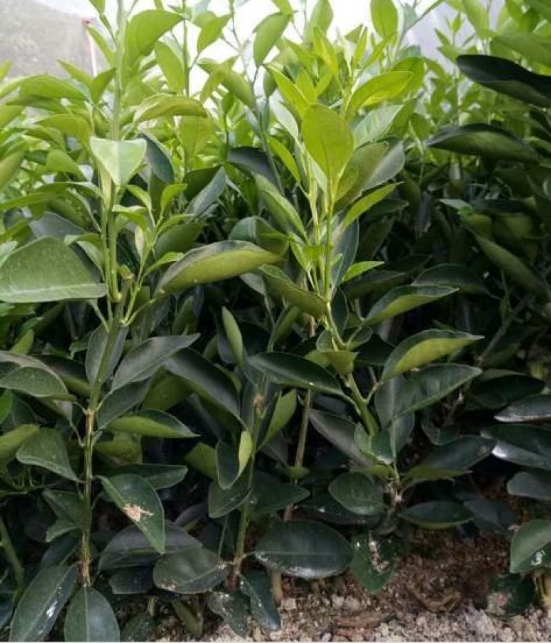 沃甘苗