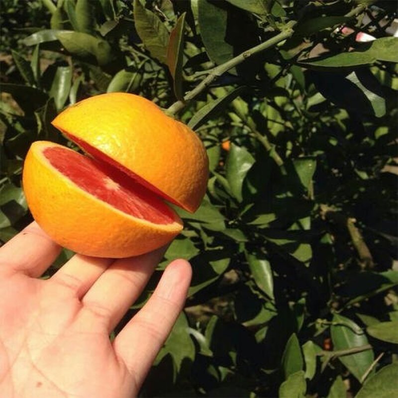沃甘苗