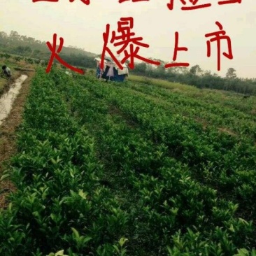 沃甘苗