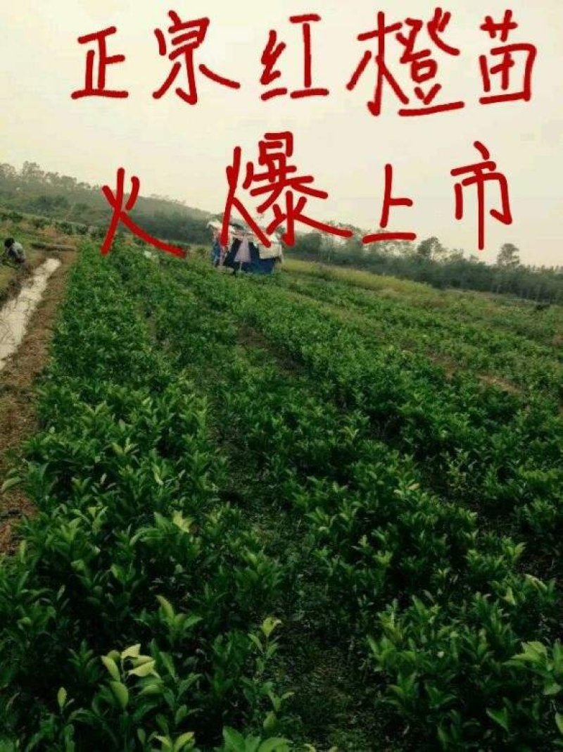 沃甘苗
