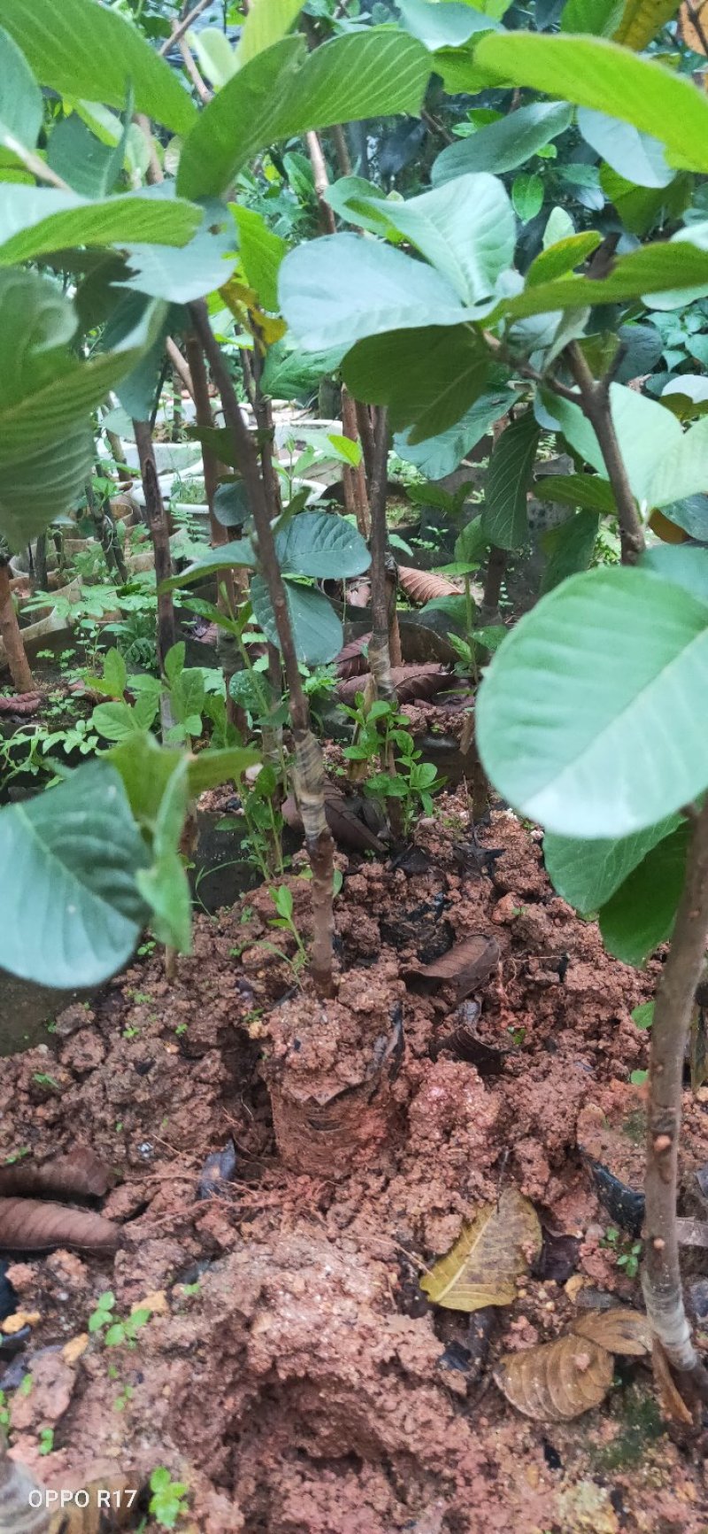 包邮靓苗【广西灵山四季红宝石番石榴】嫁接苗/直销