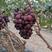 精品早熟无核葡萄红葡萄成熟，产地直供，口感甜