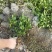 茉莉花茉莉花苗1元一棵基地直销