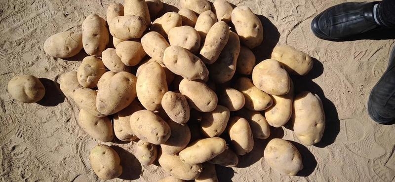 226土豆产地直销支持视频看货可打冷可代发全国