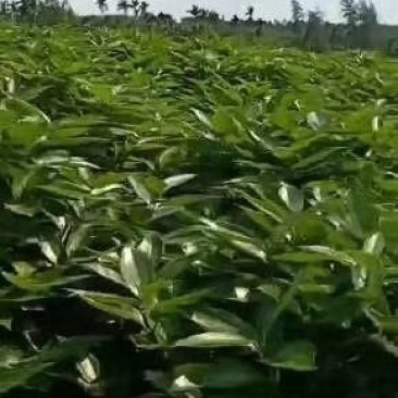 平安树自家种植，质优价廉！欢迎各位老板前来咨询合作！