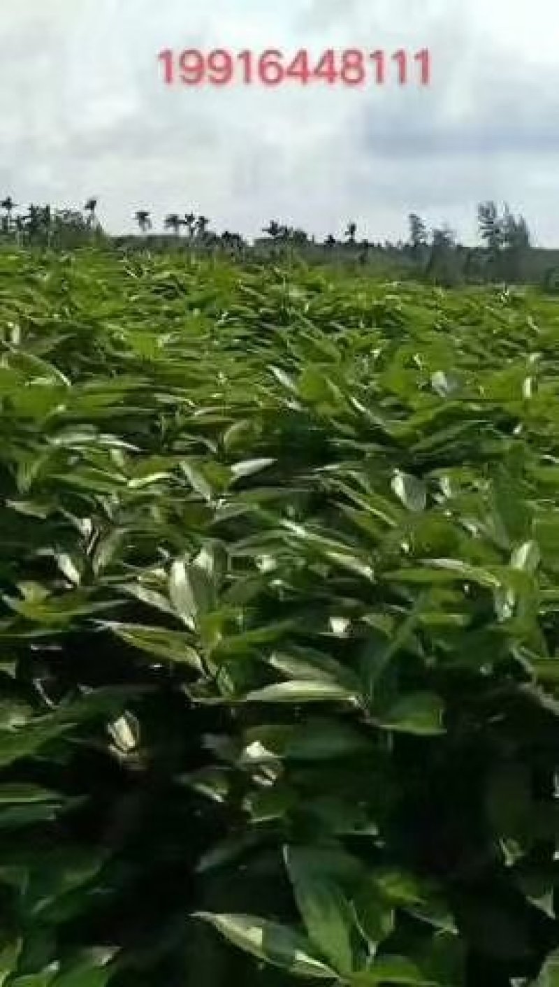 平安树自家种植，质优价廉！欢迎各位老板前来咨询合作！