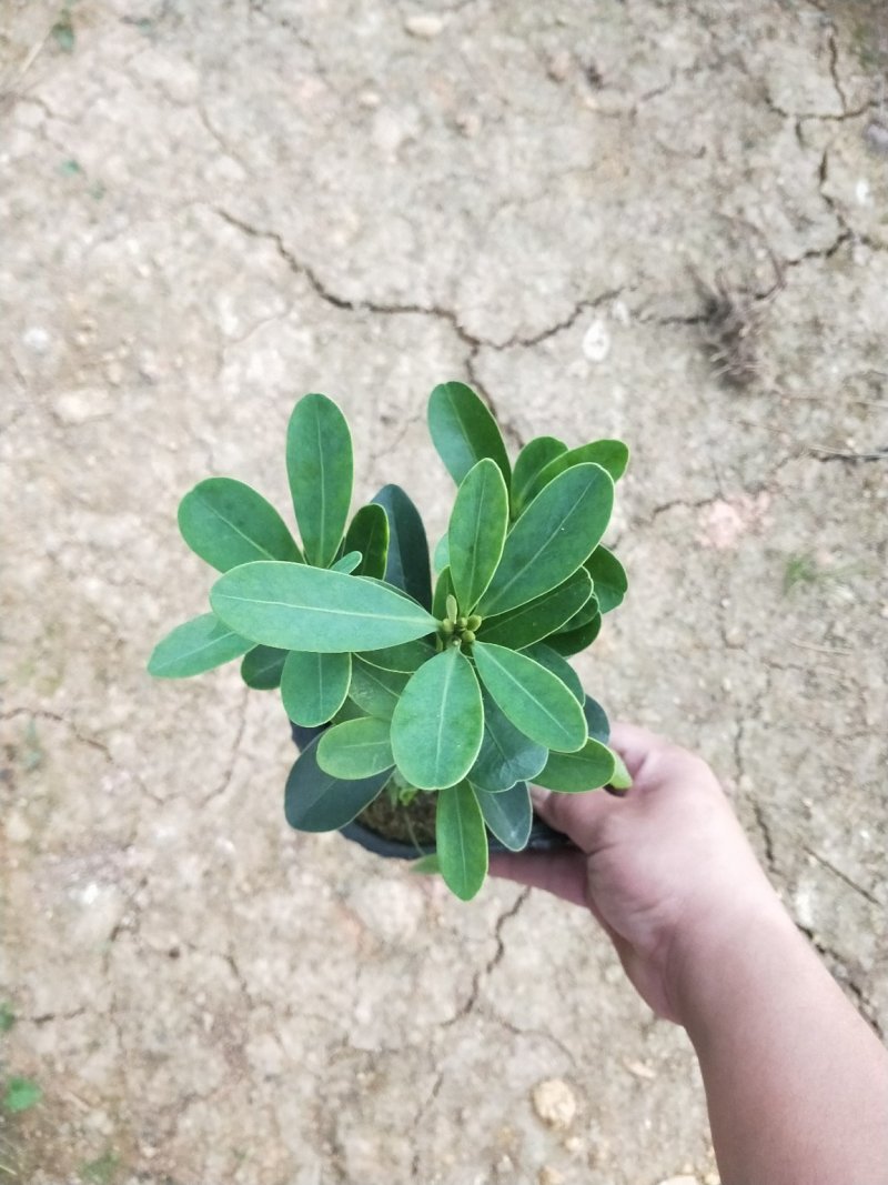 四季杜鹃红山茶花，支持现场视屏看货，福建龙岩永福基地直接