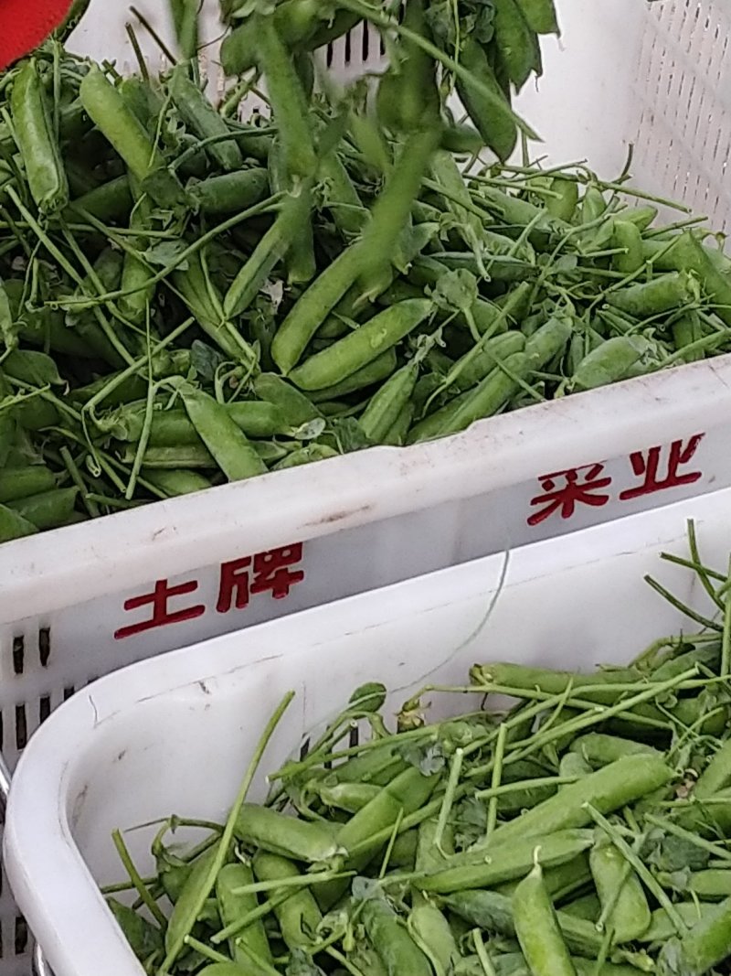 长寿仁甜脆豌豆，来自彩云之南